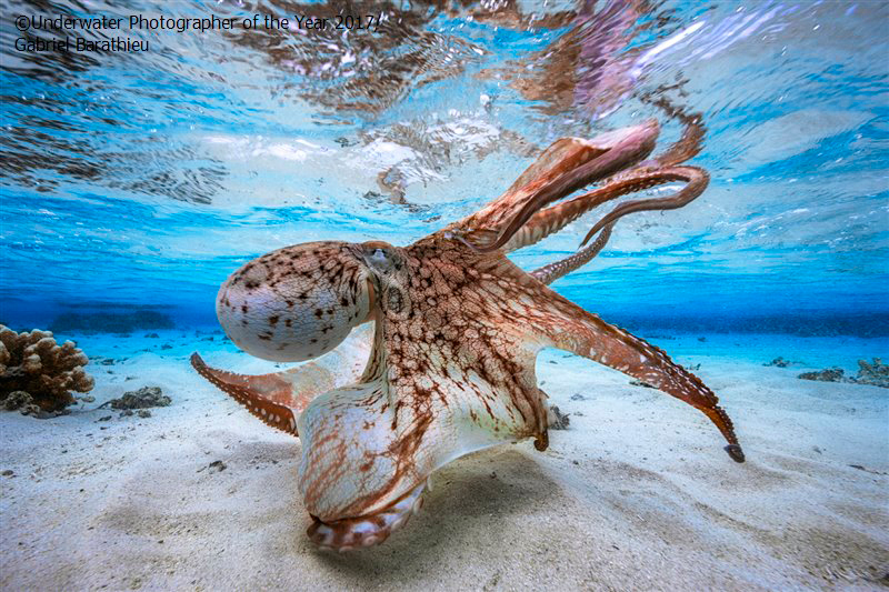 dancing Octopus by Gabriel Barathieu