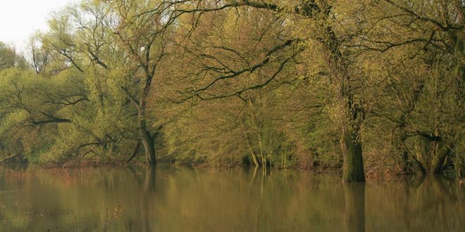 Flussauen und ihre Wälder können große Wassermengen auffangen und dienen so dem natürlichen Hochwasserschutz. Foto: Bernd Eichhorn / WWF